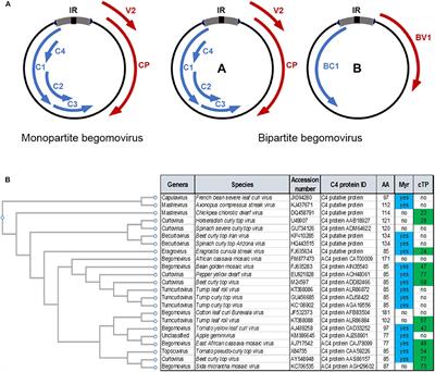 Geminivirus-Encoded Proteins: Not All Positional Homologs Are Made Equal